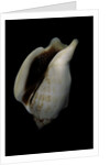 Strombus kleckamae boholensis by Anonymous