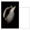 Strombus kleckamae boholensis by Anonymous