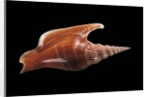 Strombus listeri by Anonymous