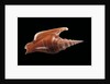Strombus listeri by Anonymous