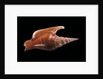 Strombus listeri by Anonymous