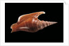 Strombus listeri by Anonymous