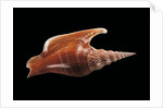 Strombus listeri by Anonymous