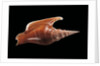 Strombus listeri by Anonymous