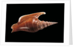 Strombus listeri by Anonymous