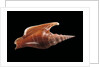 Strombus listeri by Anonymous