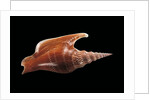 Strombus listeri by Anonymous