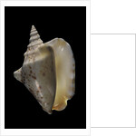 Strombus thersites by Anonymous