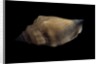 Strombus urceus by Anonymous