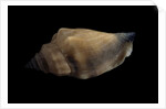 Strombus urceus by Anonymous