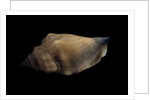 Strombus urceus by Anonymous