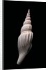 Strombus vittatus vittatus by Anonymous