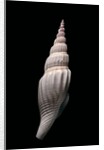 Strombus vittatus vittatus by Anonymous