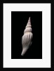 Strombus vittatus vittatus by Anonymous