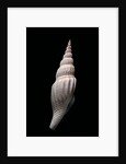 Strombus vittatus vittatus by Anonymous