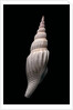 Strombus vittatus vittatus by Anonymous