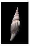 Strombus vittatus vittatus by Anonymous