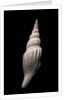 Strombus vittatus vittatus by Anonymous
