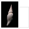 Strombus vittatus vittatus by Anonymous