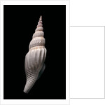 Strombus vittatus vittatus by Anonymous