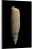 Terebellum terebellum punctulorum by Anonymous