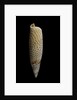 Terebellum terebellum punctulorum by Anonymous