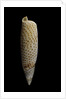 Terebellum terebellum punctulorum by Anonymous