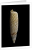 Terebellum terebellum punctulorum by Anonymous