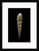 Terebra crenulata by Anonymous