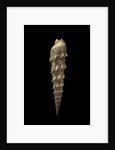 Terebra crenulata by Anonymous