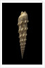 Terebra crenulata by Anonymous
