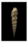 Terebra crenulata by Anonymous