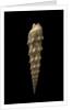 Terebra crenulata by Anonymous
