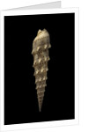 Terebra crenulata by Anonymous