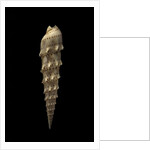 Terebra crenulata by Anonymous