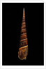 Terebra dimidiata by Anonymous