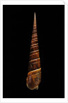 Terebra dimidiata by Anonymous