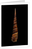 Terebra dimidiata by Anonymous