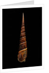 Terebra dimidiata by Anonymous