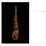 Terebra dimidiata by Anonymous