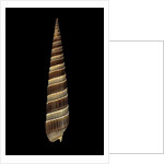 Terebra duplicata by Anonymous