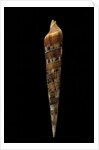 Terebra pertusa by Anonymous