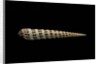Terebra waikikiensis by Anonymous