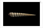 Terebra waikikiensis by Anonymous