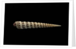 Terebra waikikiensis by Anonymous