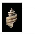 Thais cingulata by Anonymous