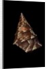 Thalotia chlorostoma by Anonymous