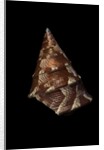 Thalotia chlorostoma by Anonymous