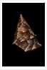 Thalotia chlorostoma by Anonymous