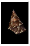 Thalotia chlorostoma by Anonymous
